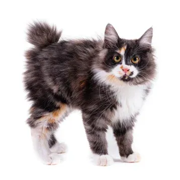 American Bobtail
