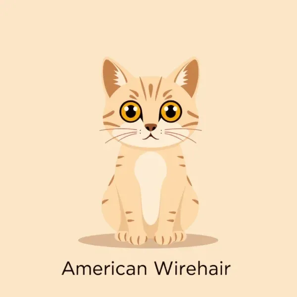 American Wirehair