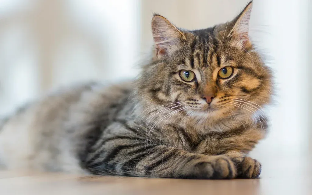 De 10 Beste Innekatt Rasene