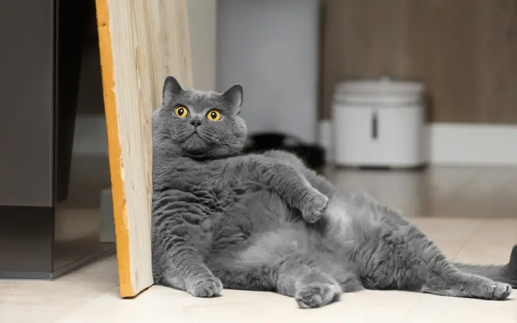 Hva liker katter å gjøre