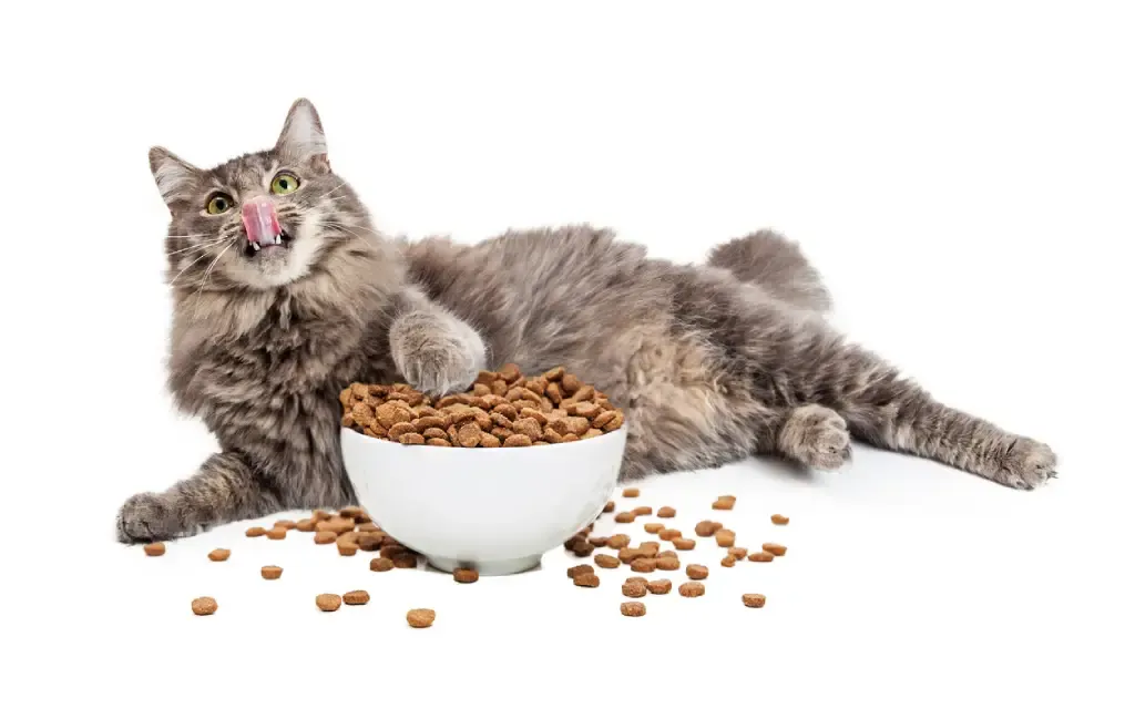 Hva liker katter å spise