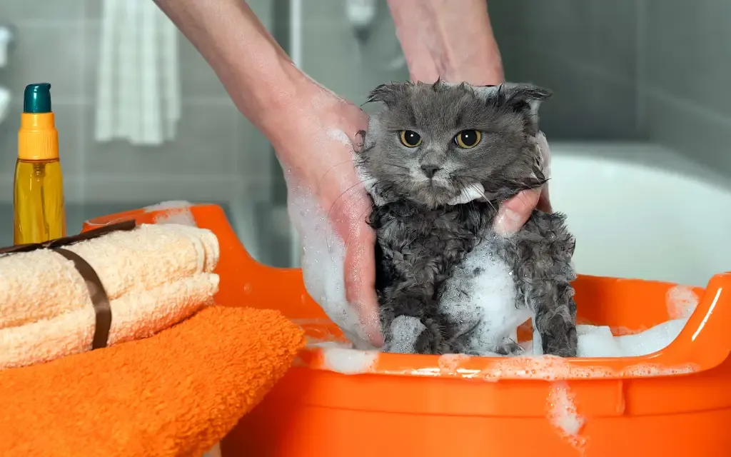 Hvordan vasker man en katt