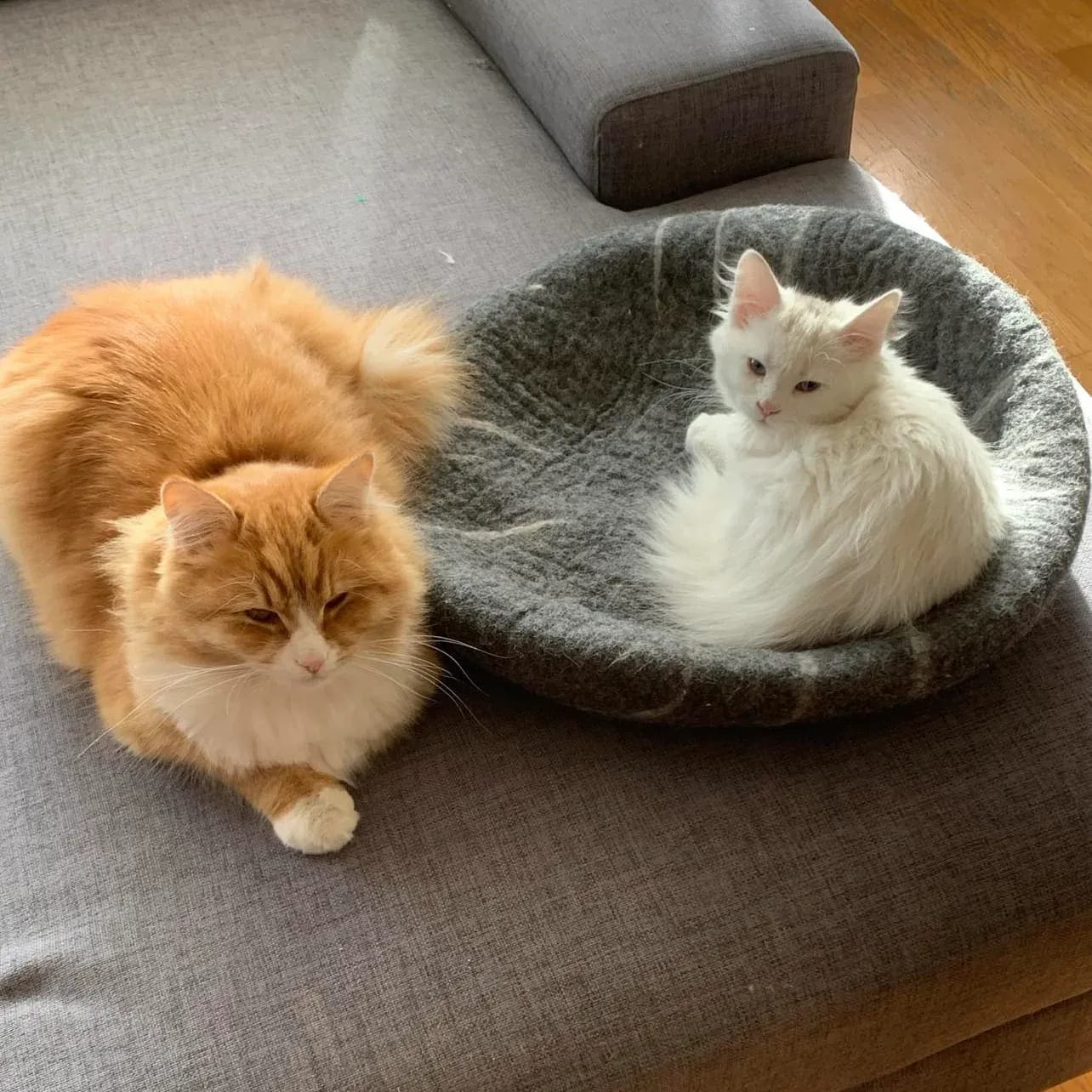 Slik Tar Du Vare på en Kattunge