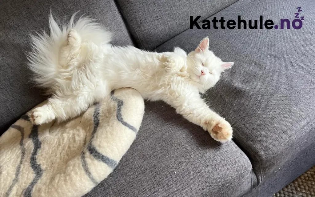 hvite katteraser