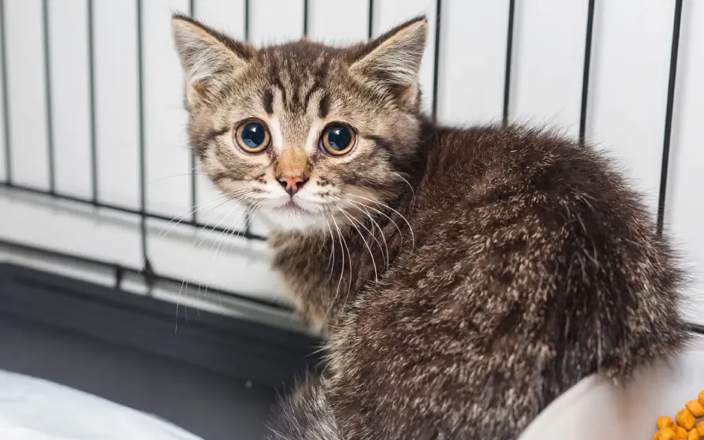 kattunge redd i nytt hjem
