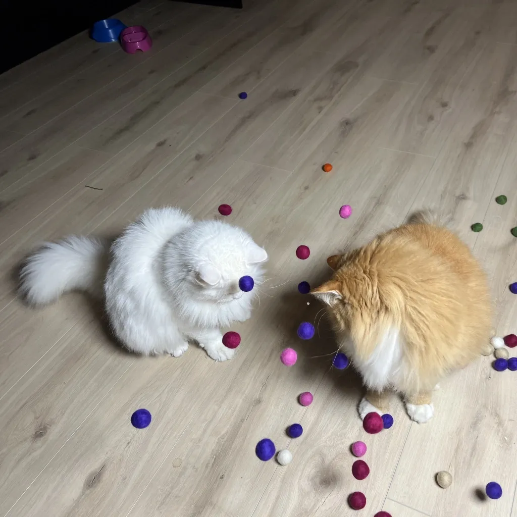 massekatteballer rundt to katter