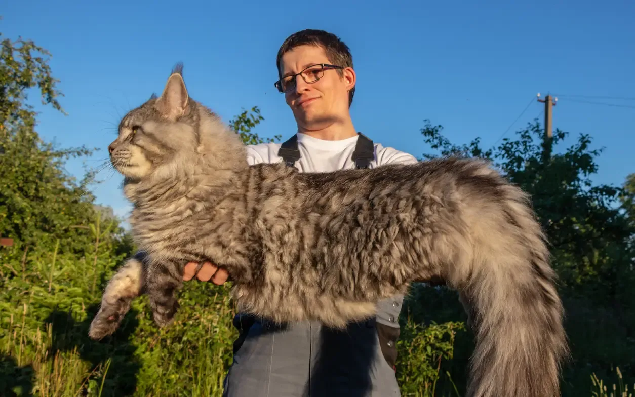 Mann som holder en stor katterase maine coon